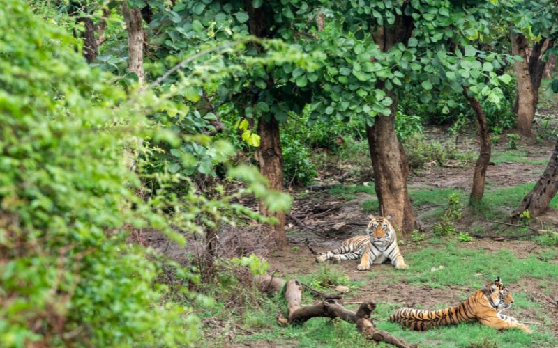 sariska tiger reserve